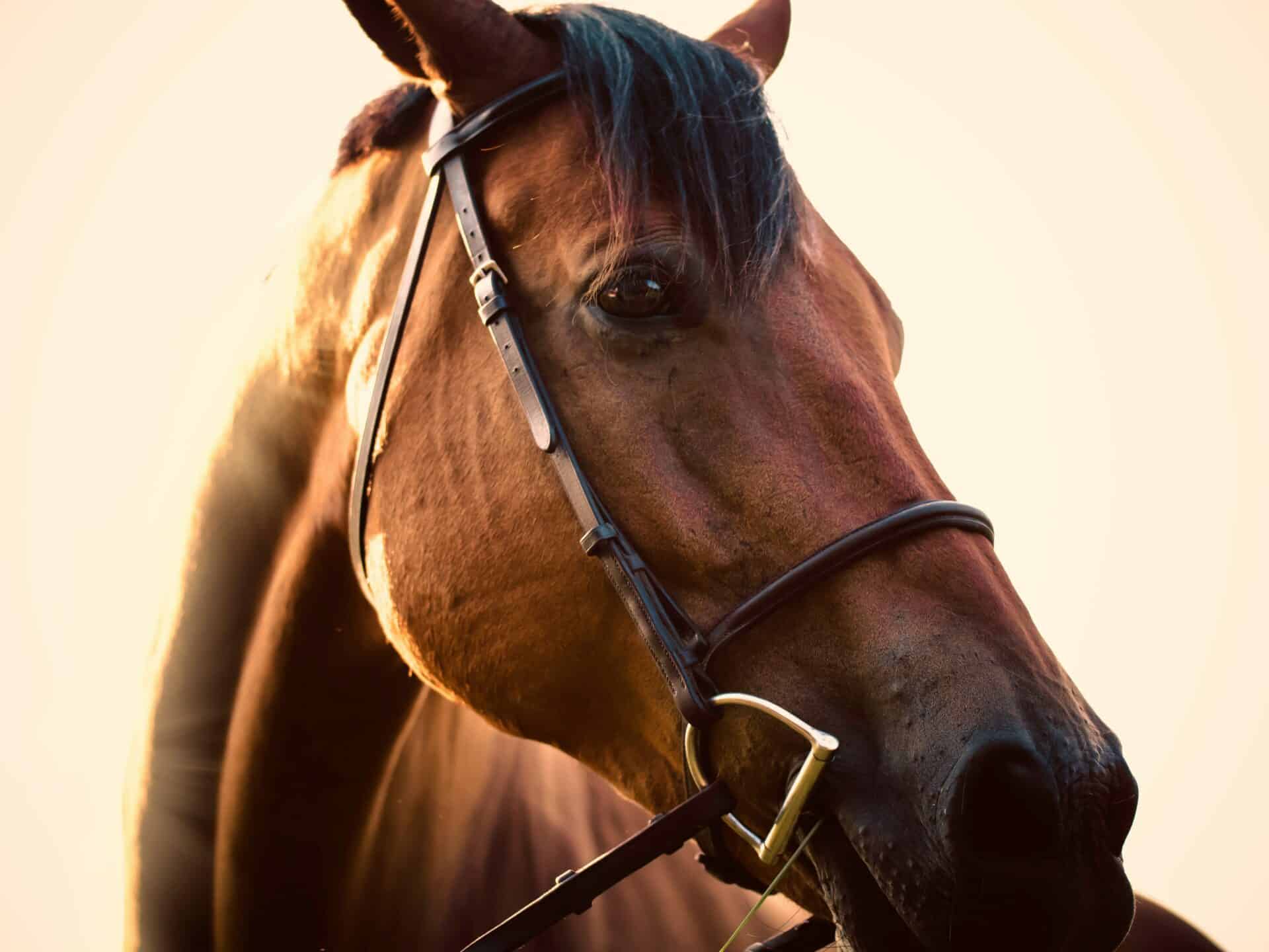 Close-up of a brown horse with a bridle, looking to the side, against a light background.