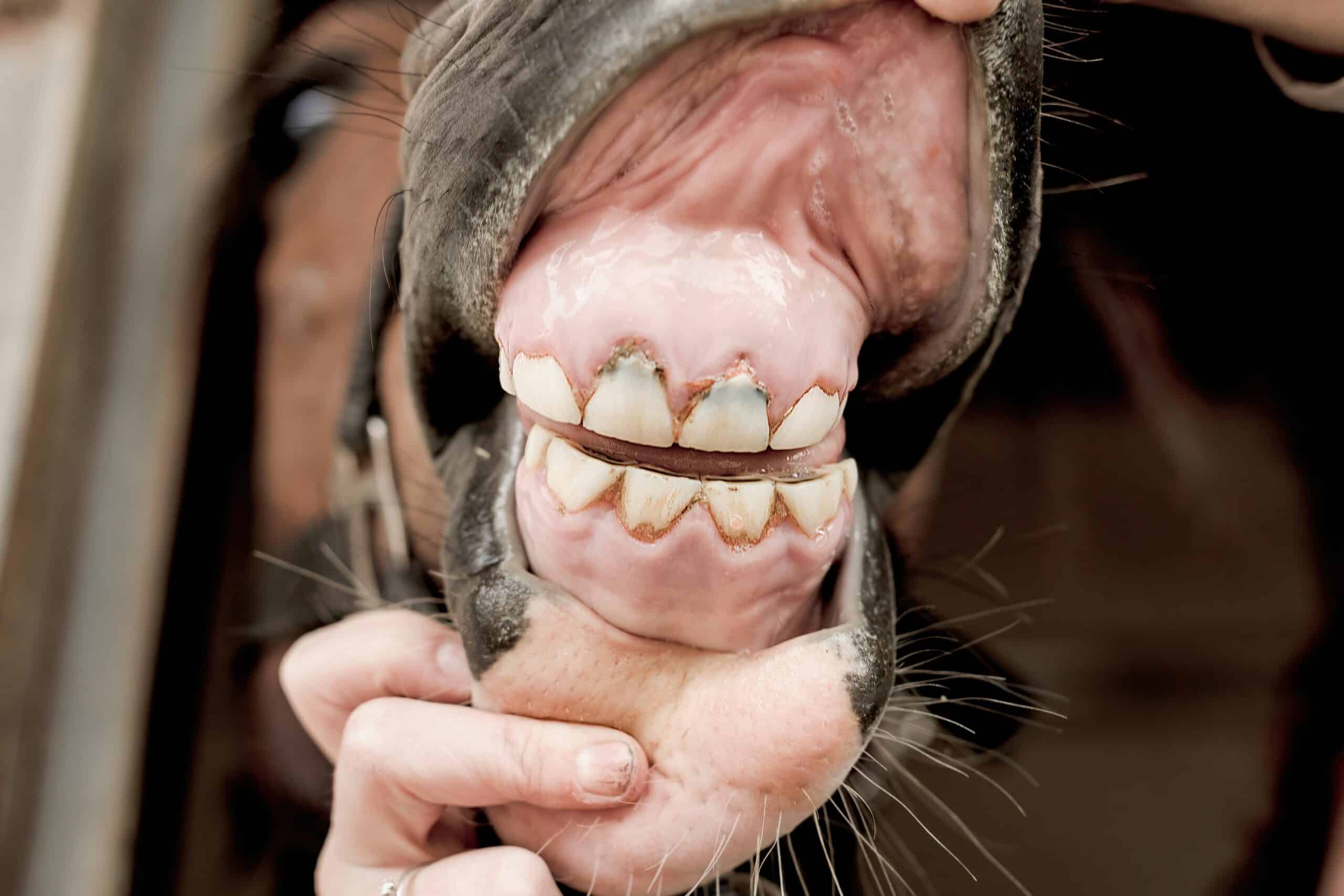 A close-up of a person holding a horse's mouth open, showing its teeth and gums.