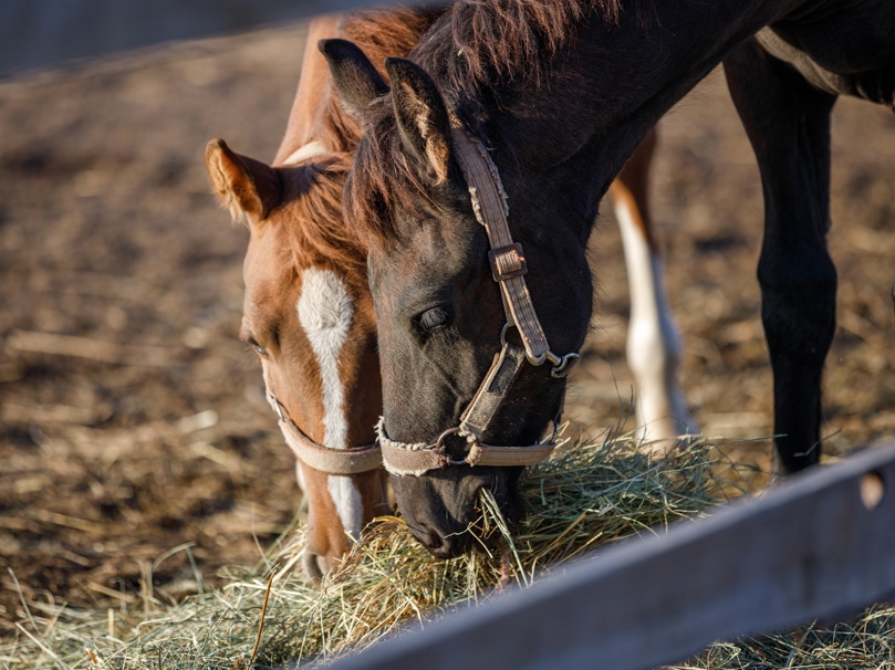 Keep West Nile at Bay Protecting Your Horse from the Virus