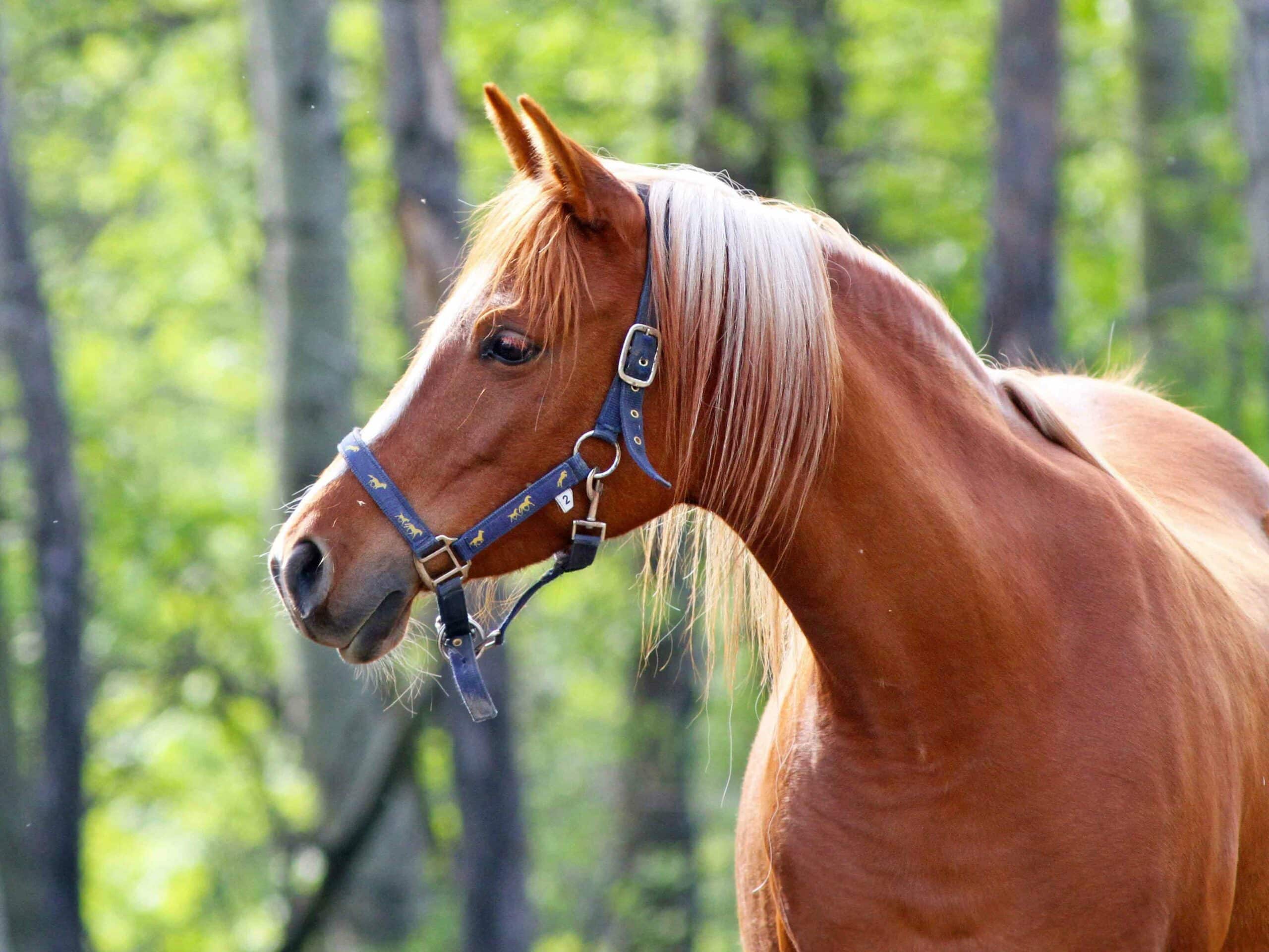 Pain in Silence How to Spot the Subtle Signs of Discomfort in Your Horse