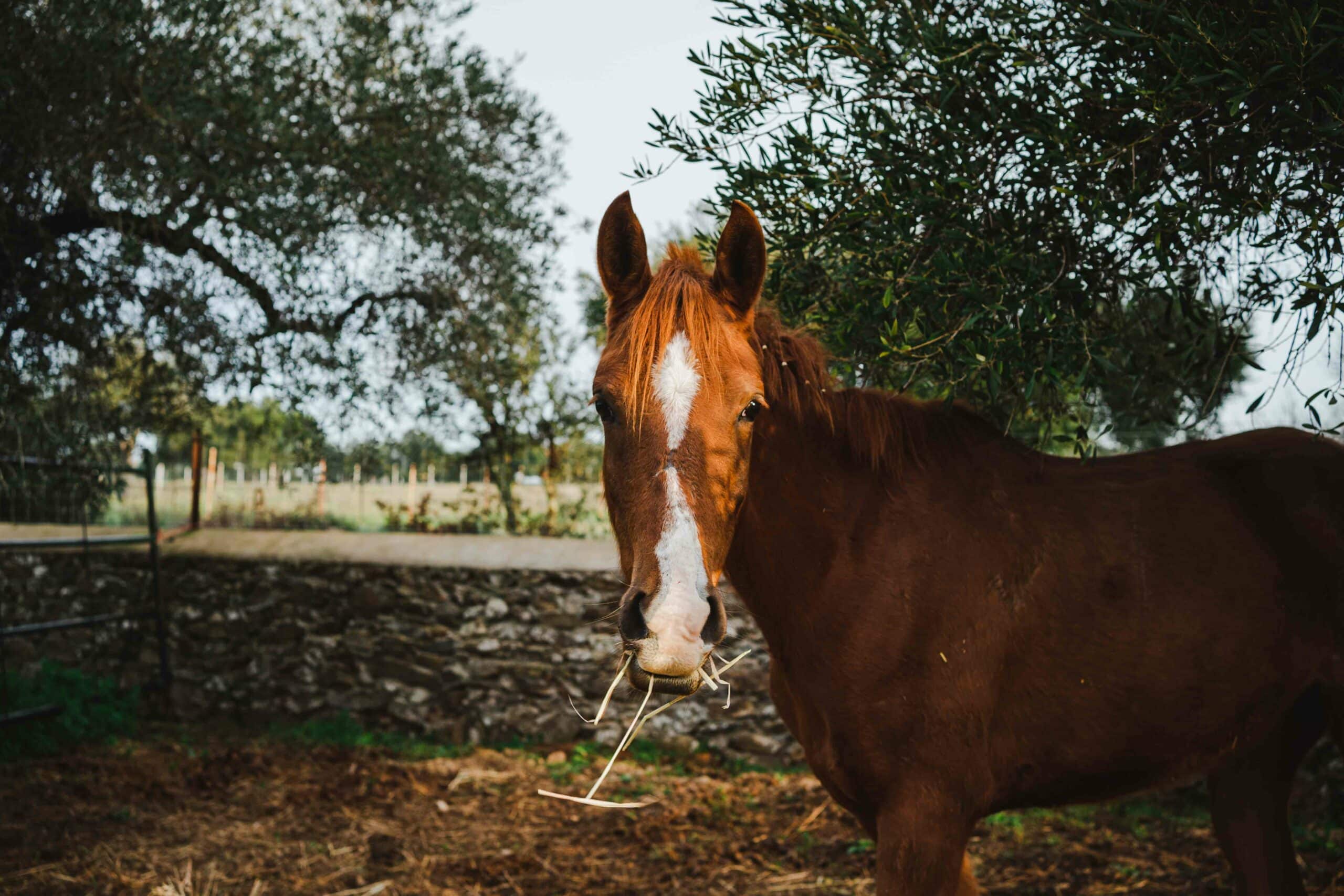 Vaccines for Your Horse: Why Immunization Matters for Fair and Show Season
