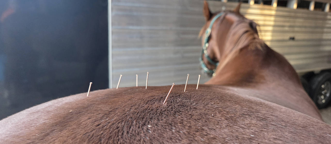 Vet-Acupuncture