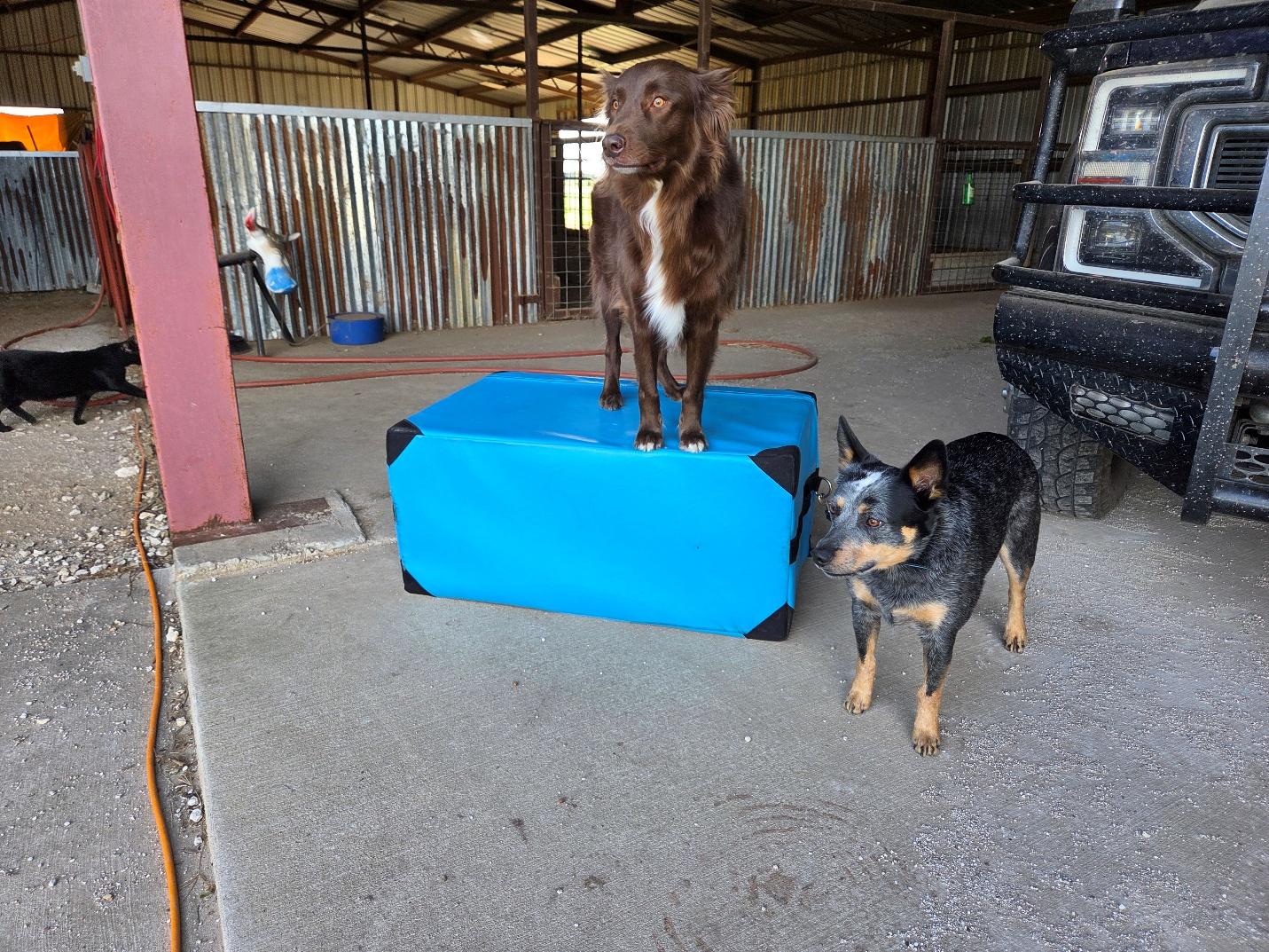 What Happens at an Integrative Vet Consultation