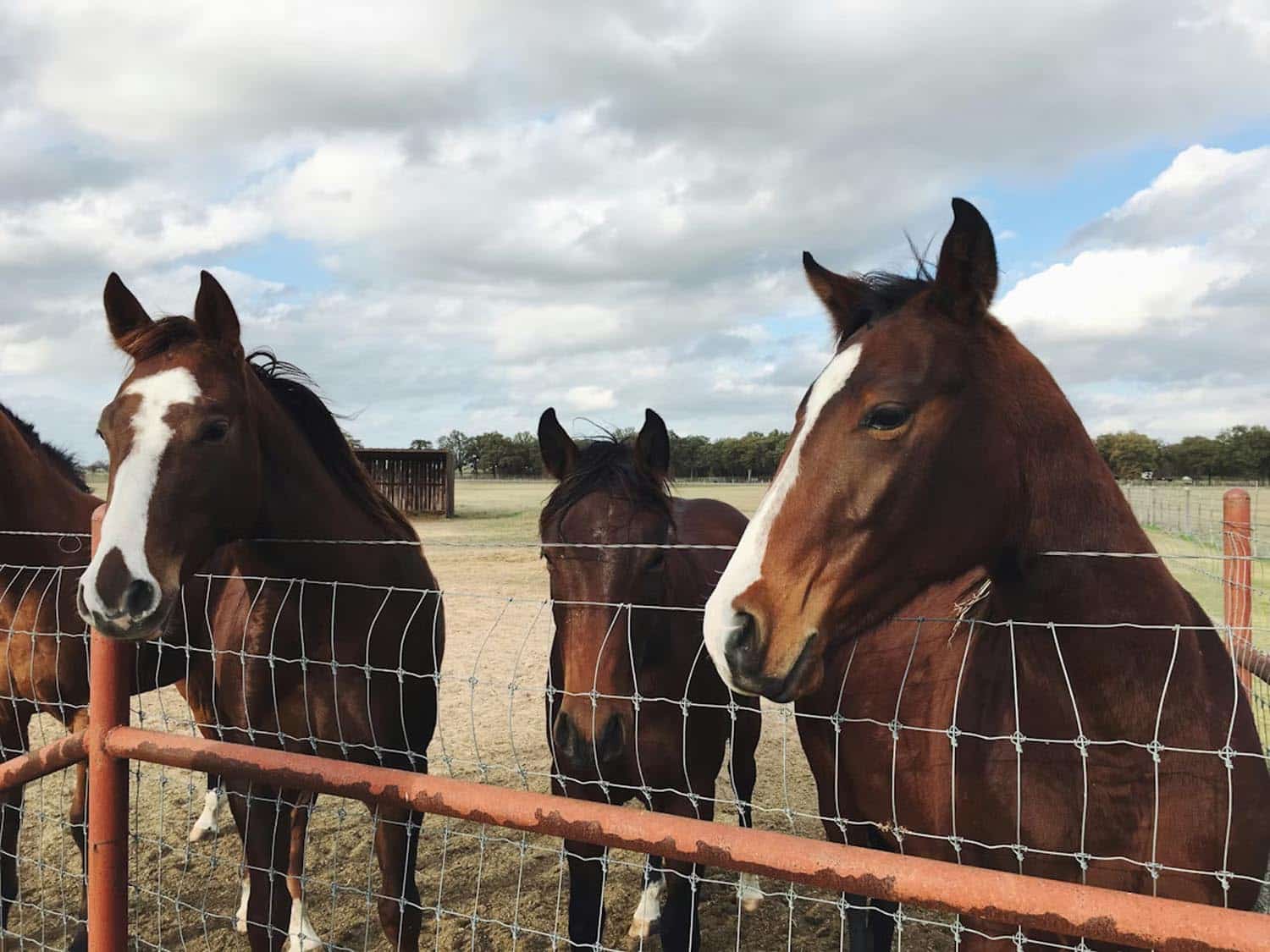 horses in field