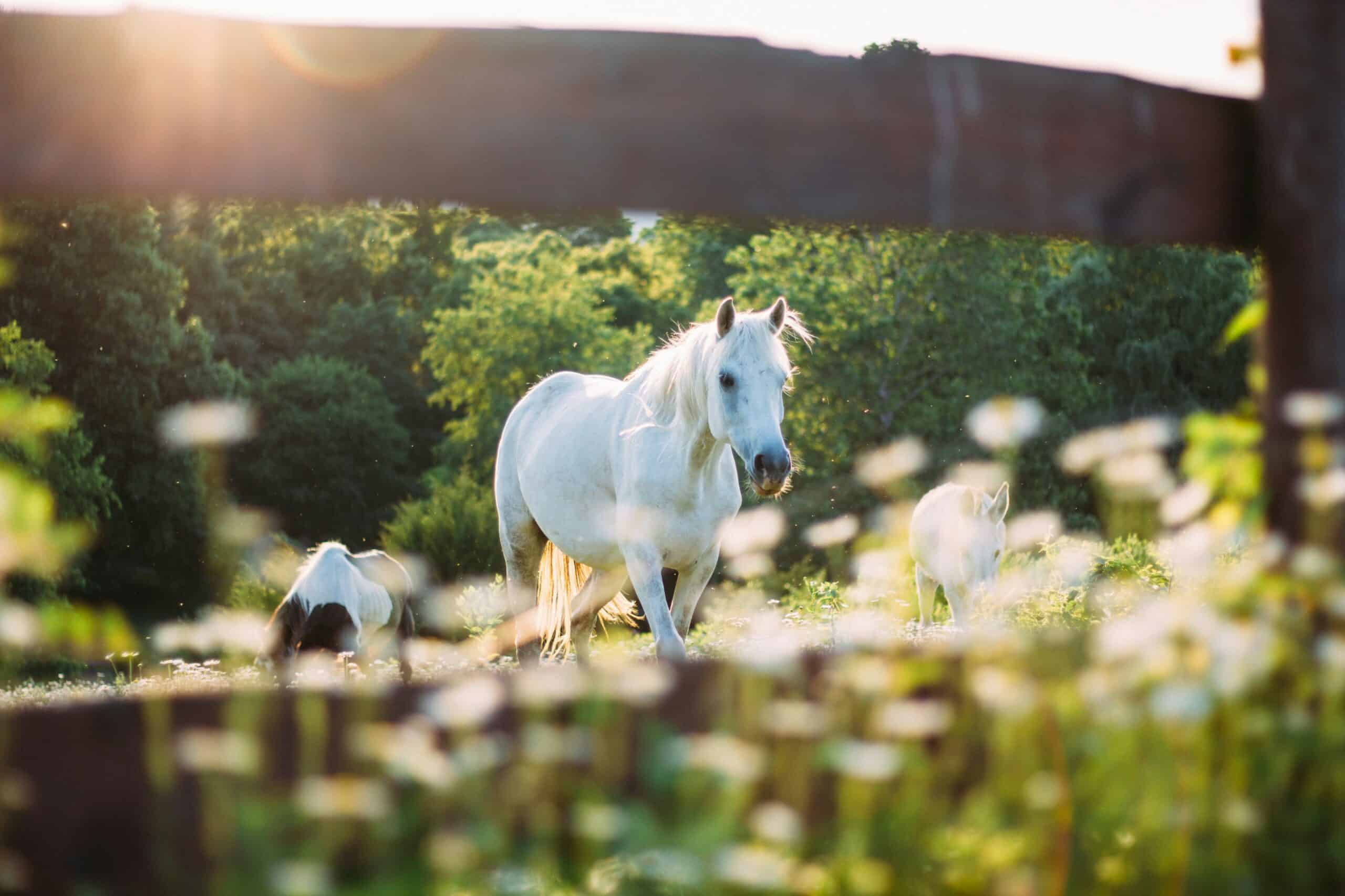 horse in summer