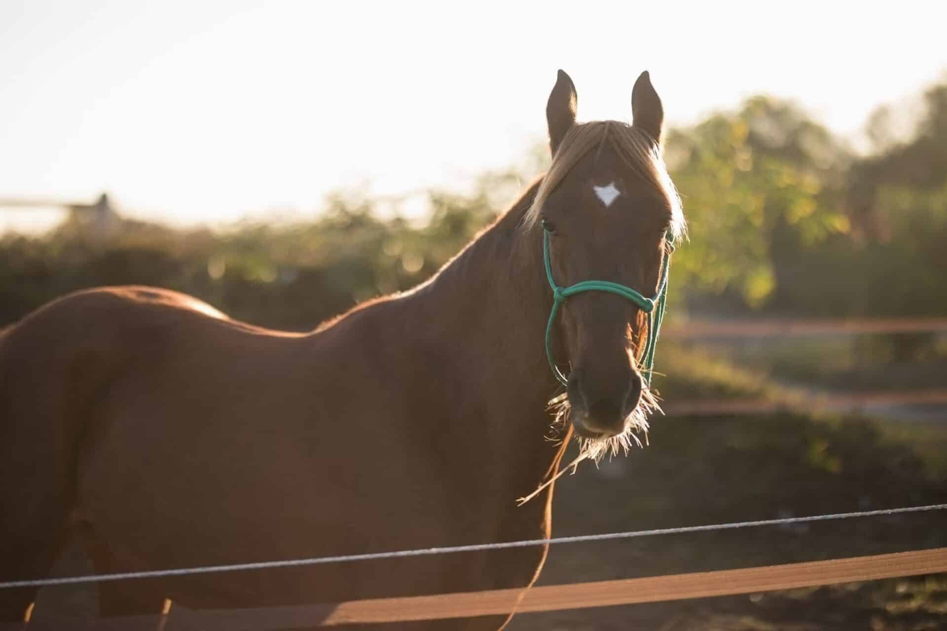 A brown horse with a green halter stands in a sunlit outdoor enclosure, facing the camera.