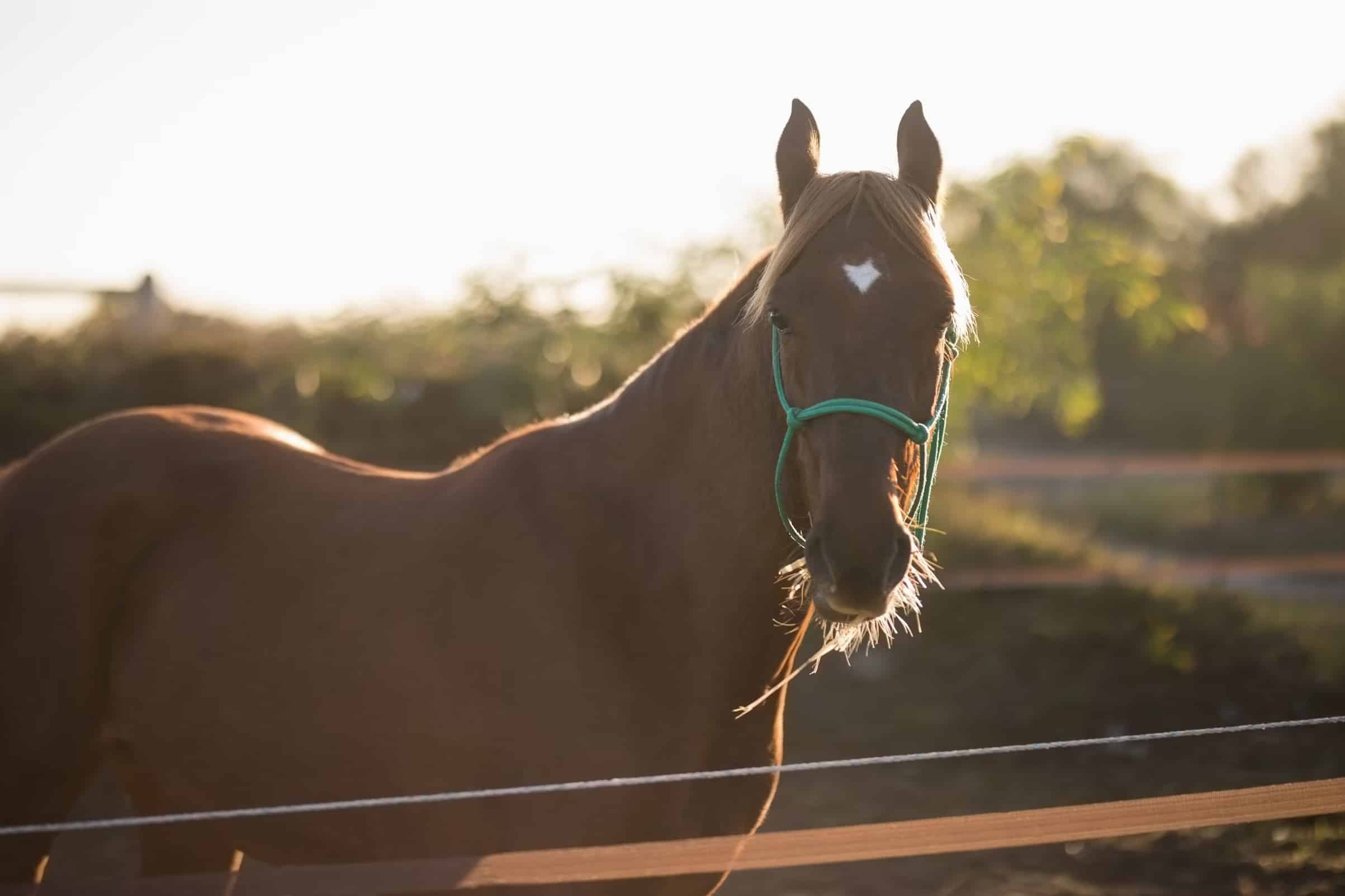 A brown horse with a green halter stands in a sunlit outdoor enclosure, facing the camera.