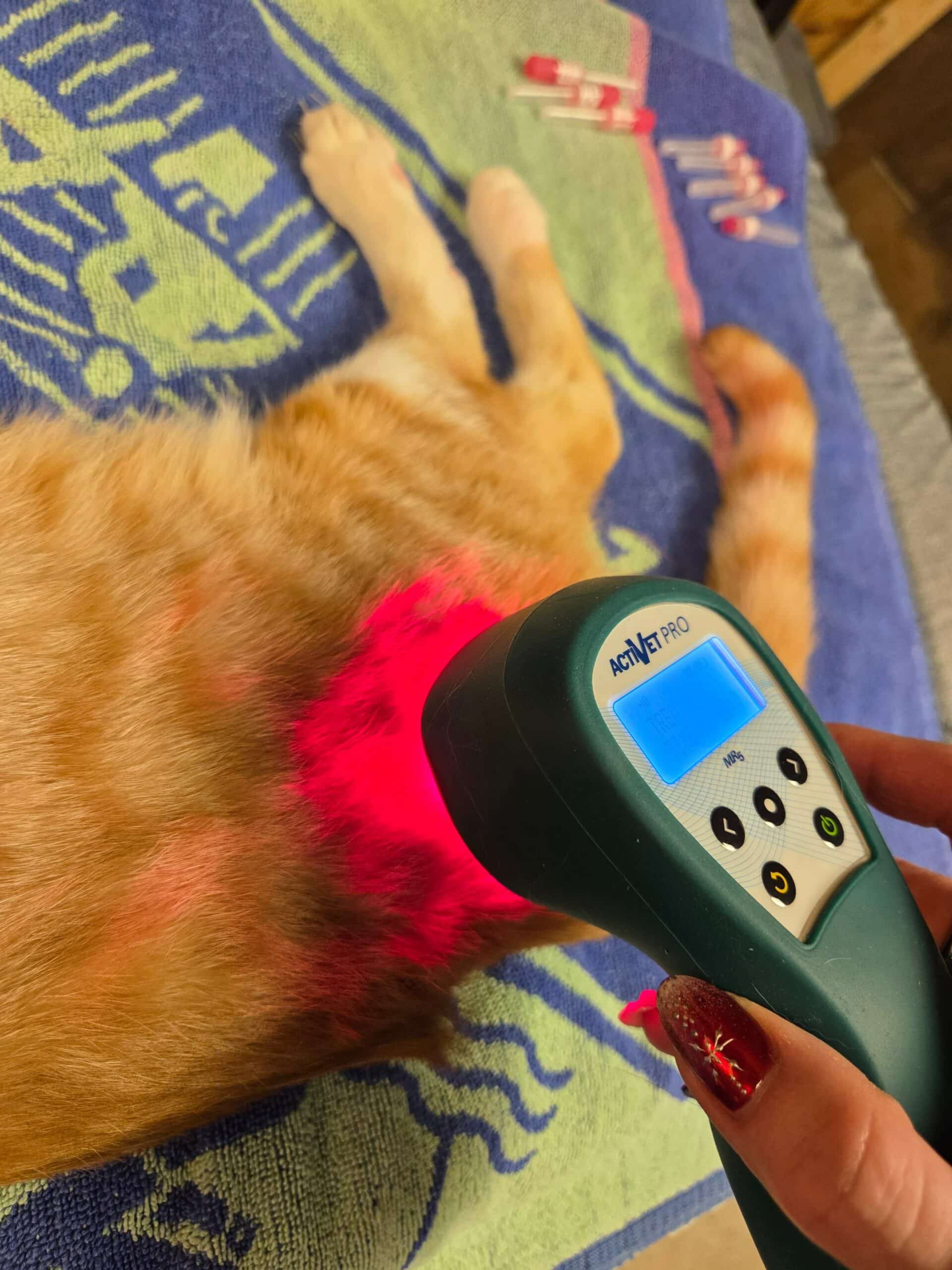 A person uses a handheld veterinary laser therapy device with a red light on the side of an orange tabby cat lying on a towel.