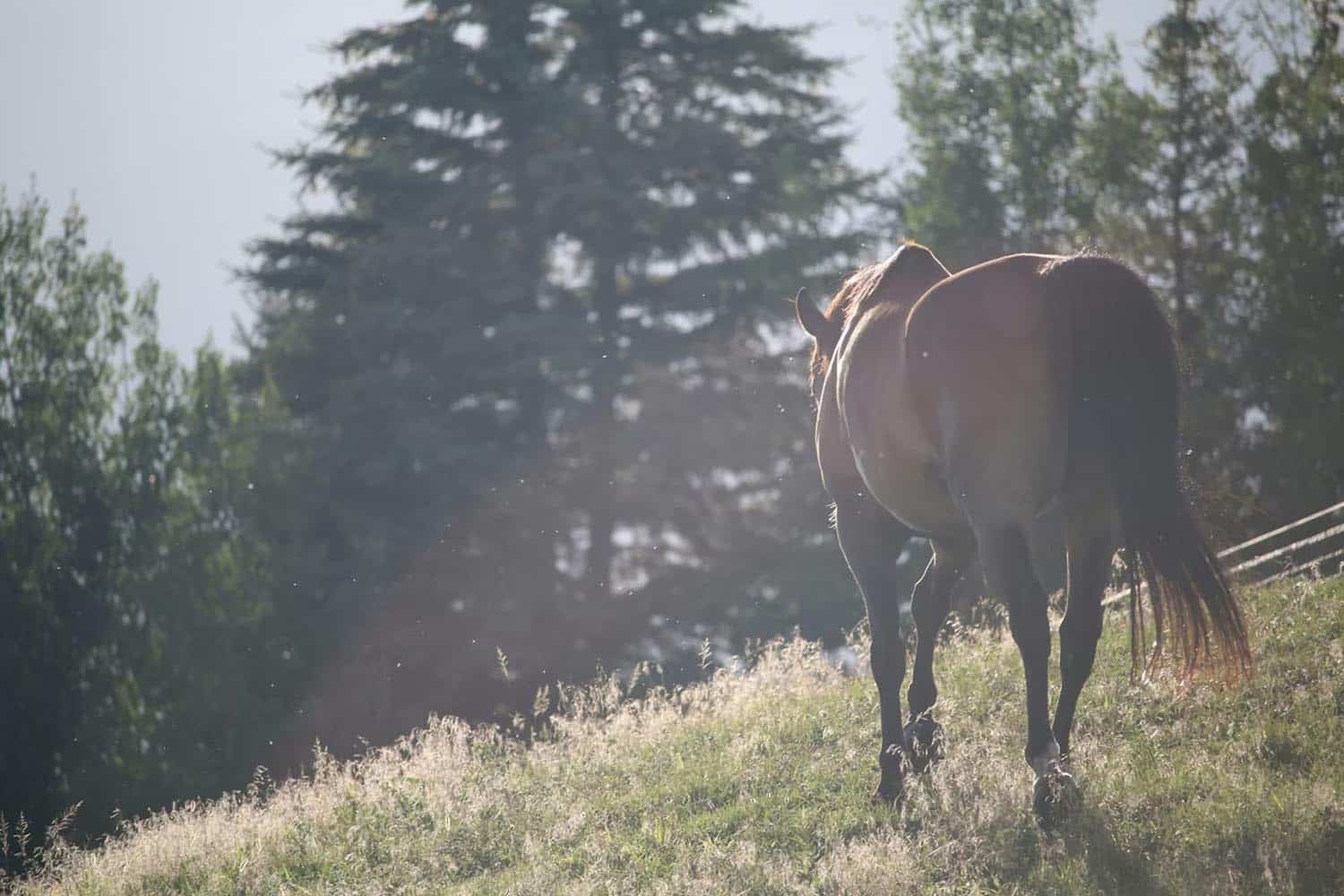 horse in pasture